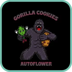 Simba Seeds Gorilla Cookies – Autoflower