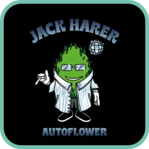 Simba Seeds Jack Herer – Autoflower