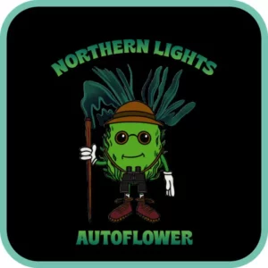 Simba Seeds Northern Lights – Autoflower