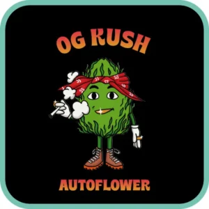 Simba Seeds OG Kush – Autoflower