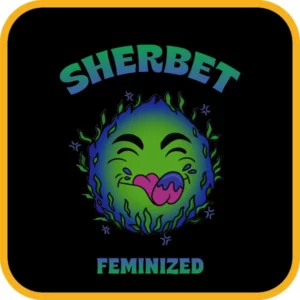 Simba Seeds Sherbet – Feminized