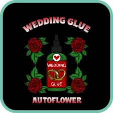 Wedding Glue Autoflower