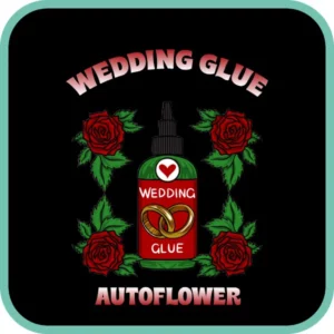 Simba Seeds Wedding Glue – Autoflower