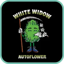 White Widow Autoflower