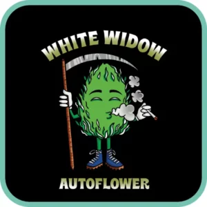 Simba Seeds White Widow – Autoflower