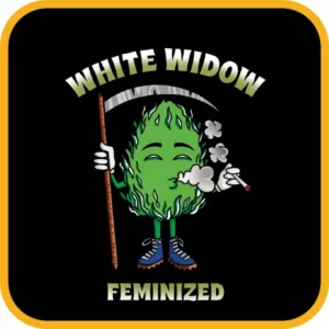 Simba Seeds White Widow – Feminized