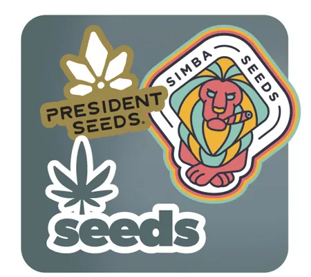 Cannabis Seeds Banner