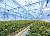 Section 21 vs Cannabis for Private Use: Key Differences